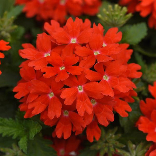 Lascar Verbena Orange Lava