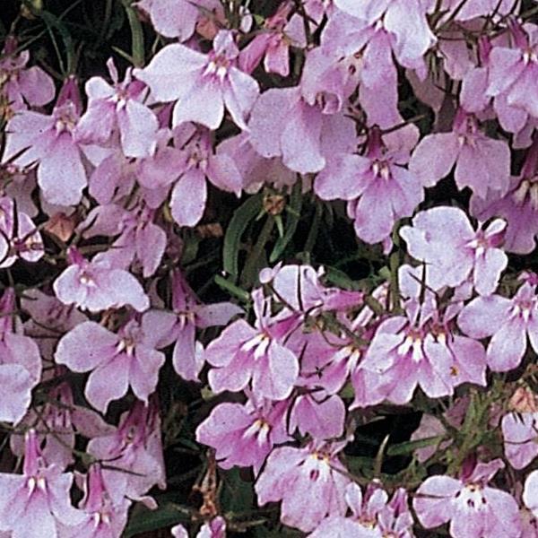 Lobelia Regatta Lilac