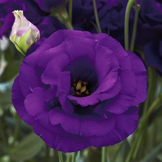 Purple Arena Lisianthus