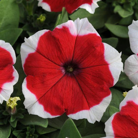 Dreams Petunia Red Picotee