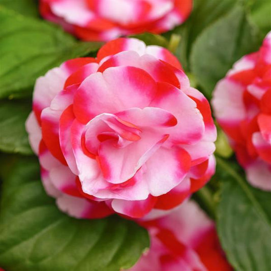NEW! Glimmer Double Impatiens Strawberry Sparkler