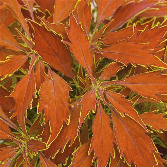 FlameThrower Cajun Spice Coleus