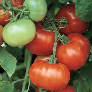 Super Fantastic Tomato