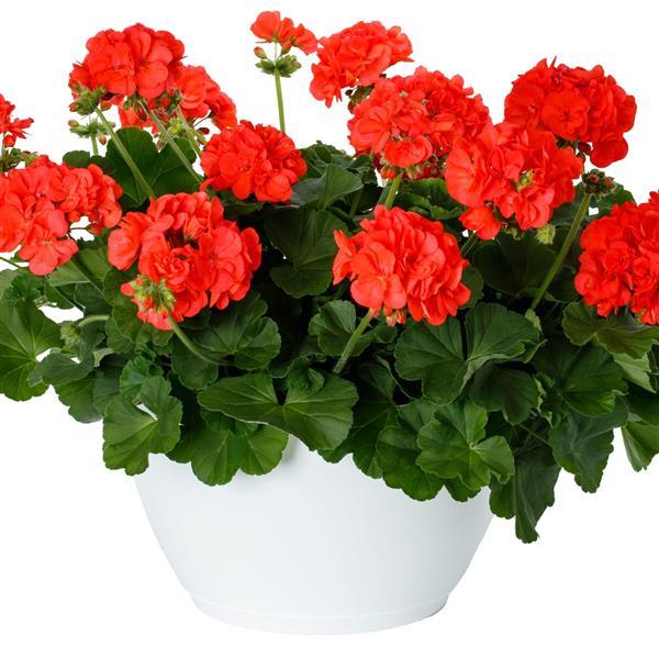 Calliope Large Dark Salmon Geranium