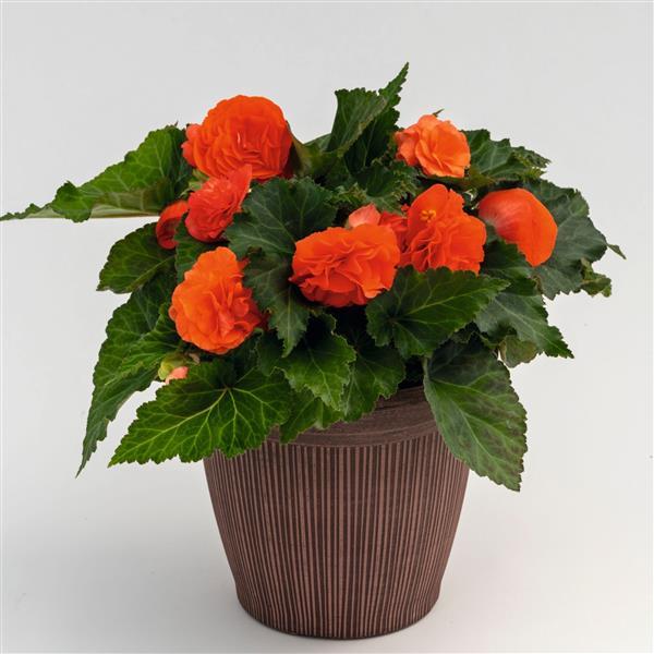 Nonstop Salmon Begonia