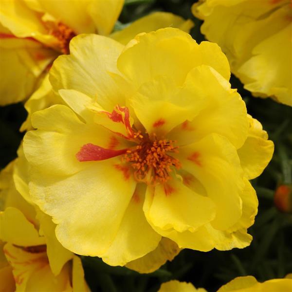 Happy Hour Portulaca Lemon