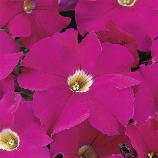 Dreams Petunia Neon Rose