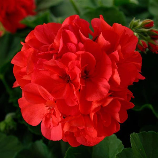 Calliope Large Dark Salmon Geranium