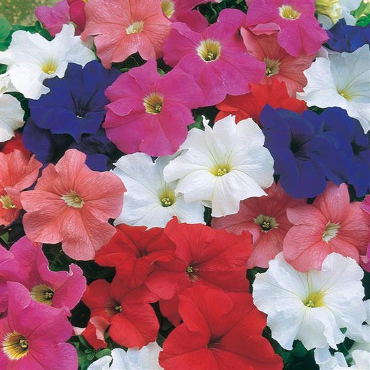 Dreams Petunia Mix
