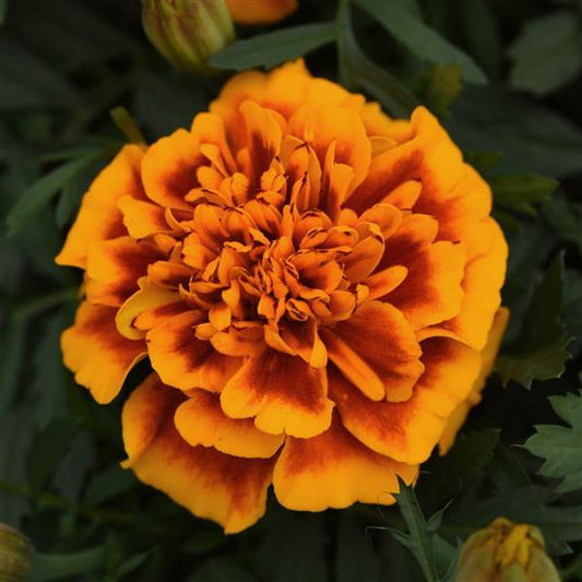 Bonanza French Marigold Flame