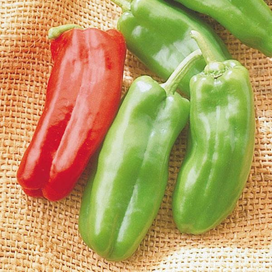 Giant Marconi Pepper