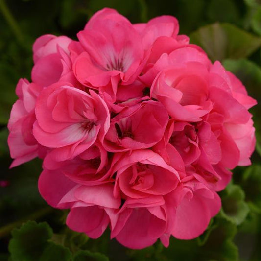 Dynamo Pink Hot Geranium
