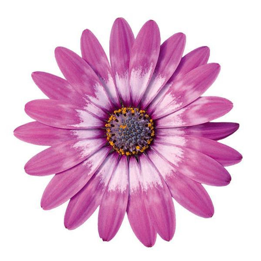 Zion Osteospermum Violet Feather