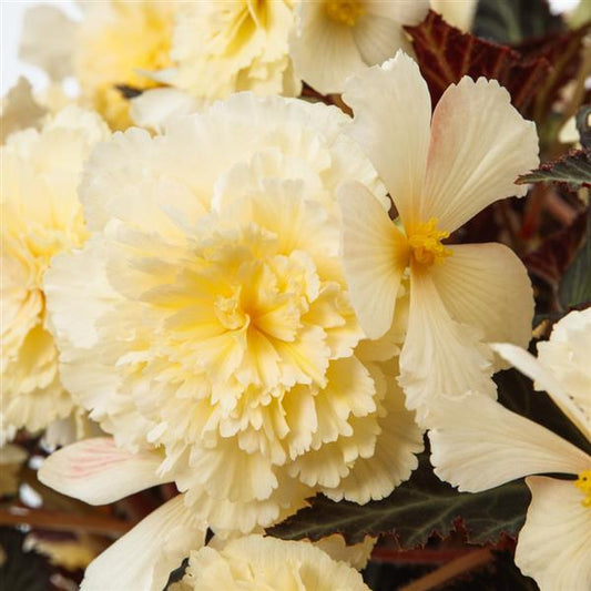 NEW! I'Candy Vanilla Cream Begonia