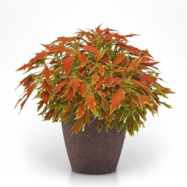FlameThrower Cajun Spice Coleus