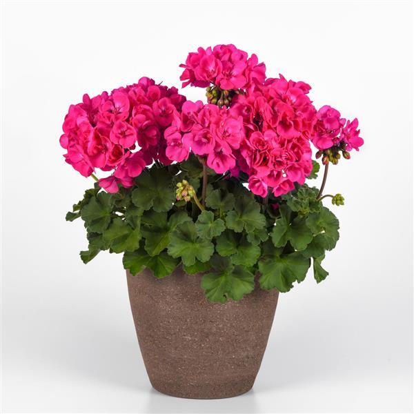 Solera Watermelon Geranium