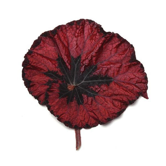 Jurassic Heartbeat Rex Begonia