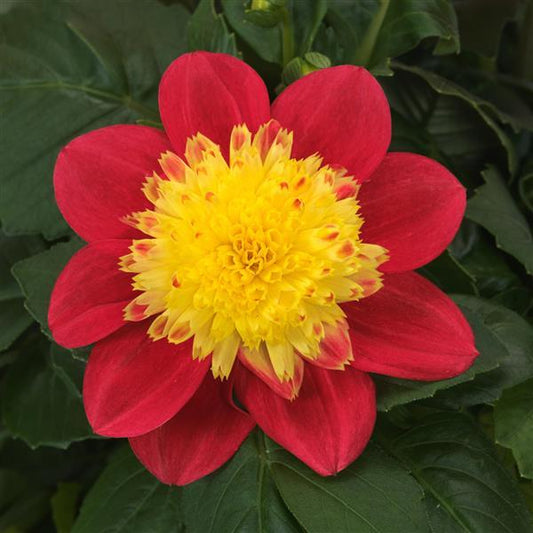 Venti FireBurst Dahlia