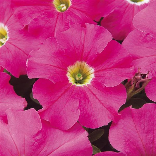 Dreams Petunia Pink