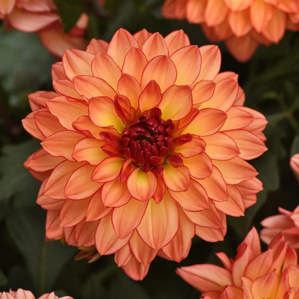 Venti Tequila Sunrise Dahlia