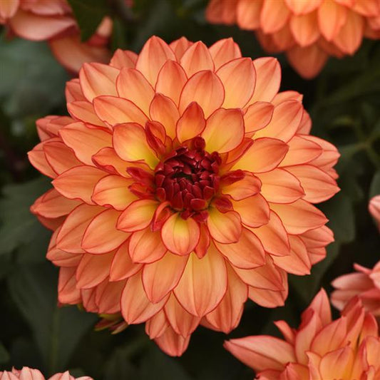 Venti Tequila Sunrise Dahlia