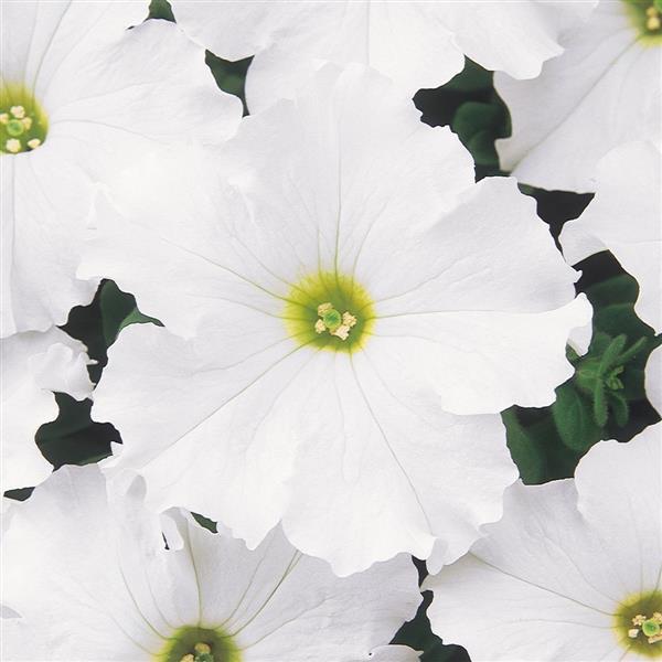 Dreams Petunia White