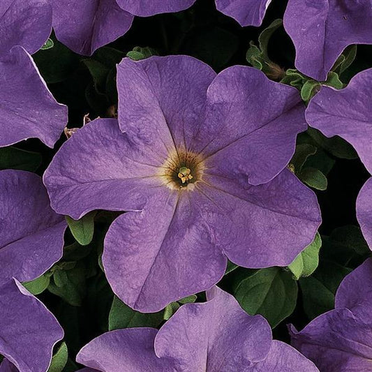 Dreams Petunia Blue Sky