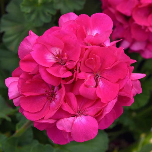 Solera Watermelon Geranium