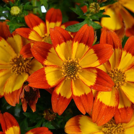 Blazing Flames Bidens