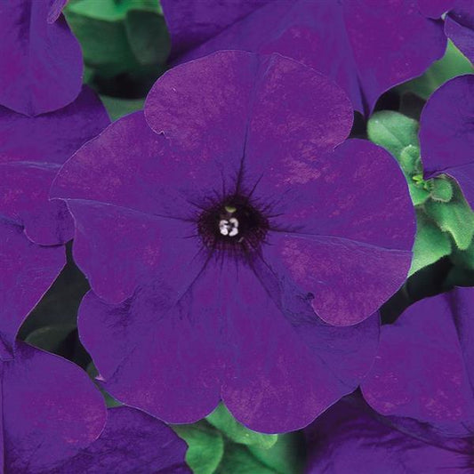 Dreams Petunia Midnight