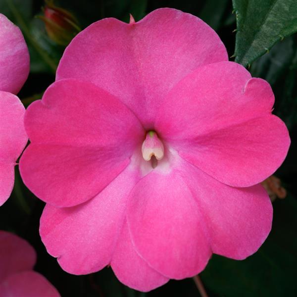SunPatiens Compact Impatiens Hot Pink