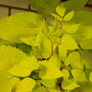 Sun King Aralia