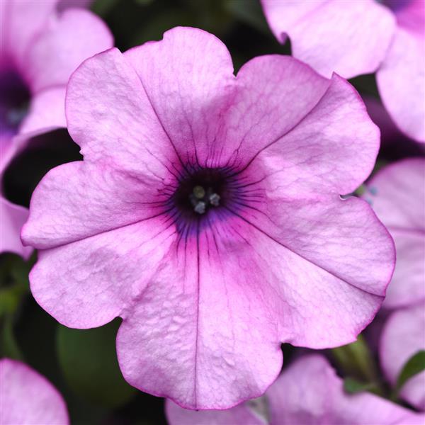NEW! Headliner Petunia Crystal Pink