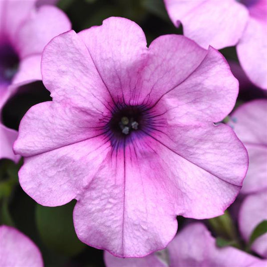 NEW! Headliner Petunia Crystal Pink