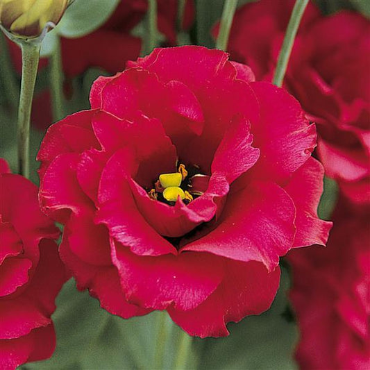 Red Arena Lisianthus