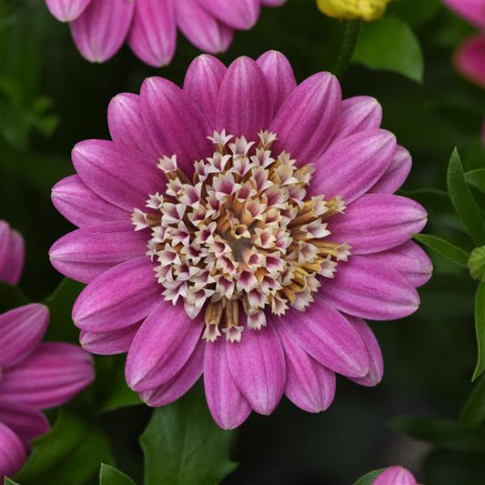 4D Osteospermum Pink Lemonade - NEW!!!