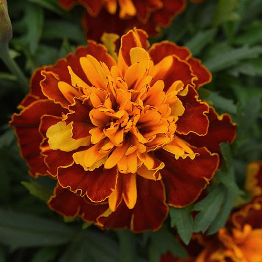 Bonanza French Marigold Harmony
