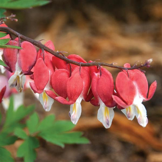 Valentine Bleeding Heart