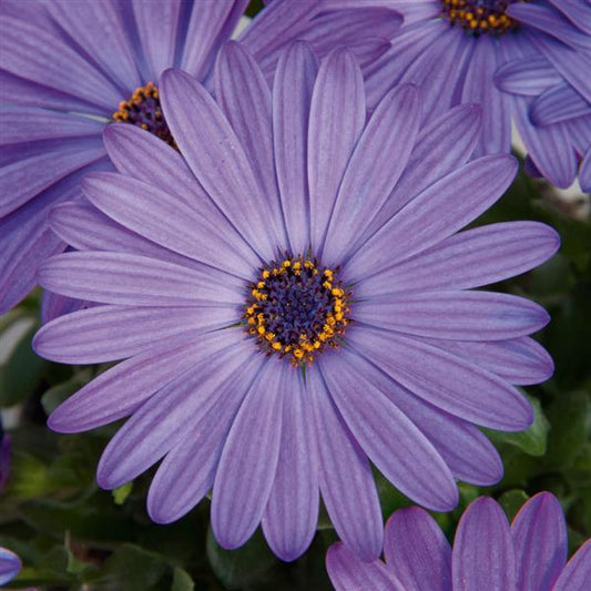Zion Osteospermum Denim Blue