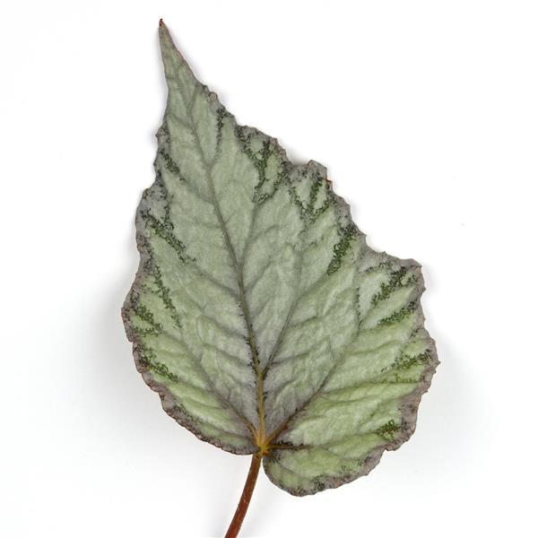 Jurassic Snowfall Rex Begonia