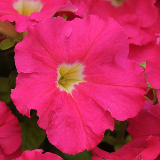Dreams Petunia Rose