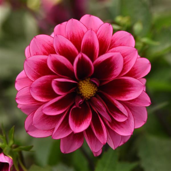 NEW! Dalaya Cranberry Dahlia