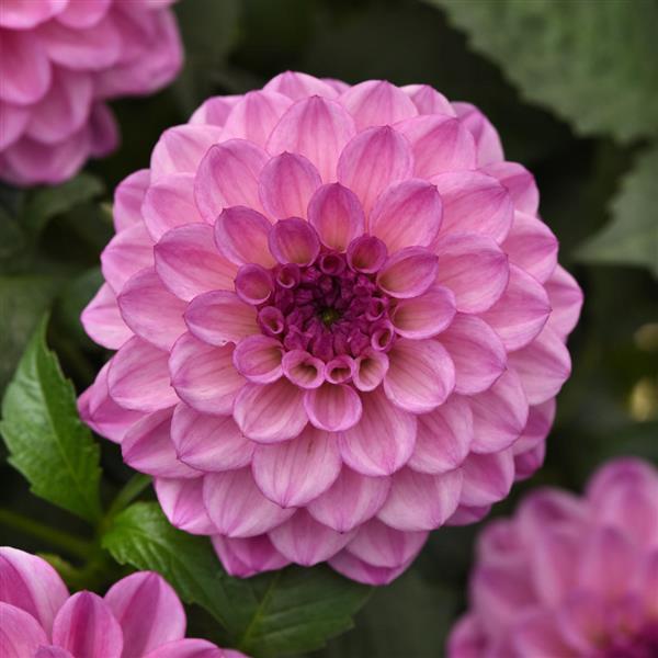 NEW! City Lights Lavender Pink Dahlia