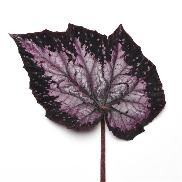 Jurassic Megalo Komodo Rex Begonia