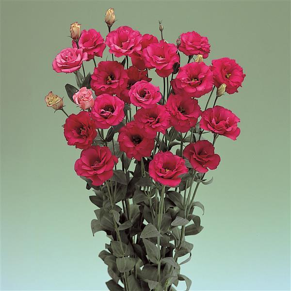 Red Arena Lisianthus