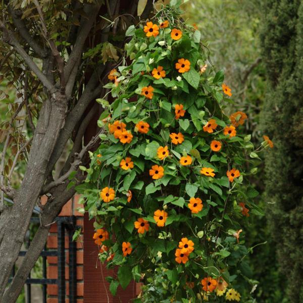 Sunny Orange Wonder Thunbergia