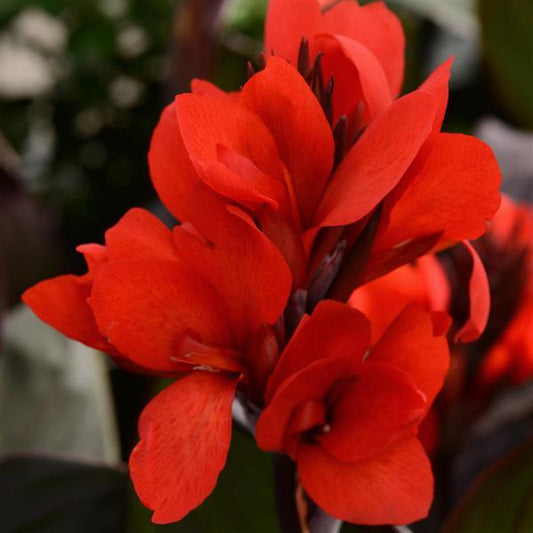 Canna Cannova Bronze Scarlet