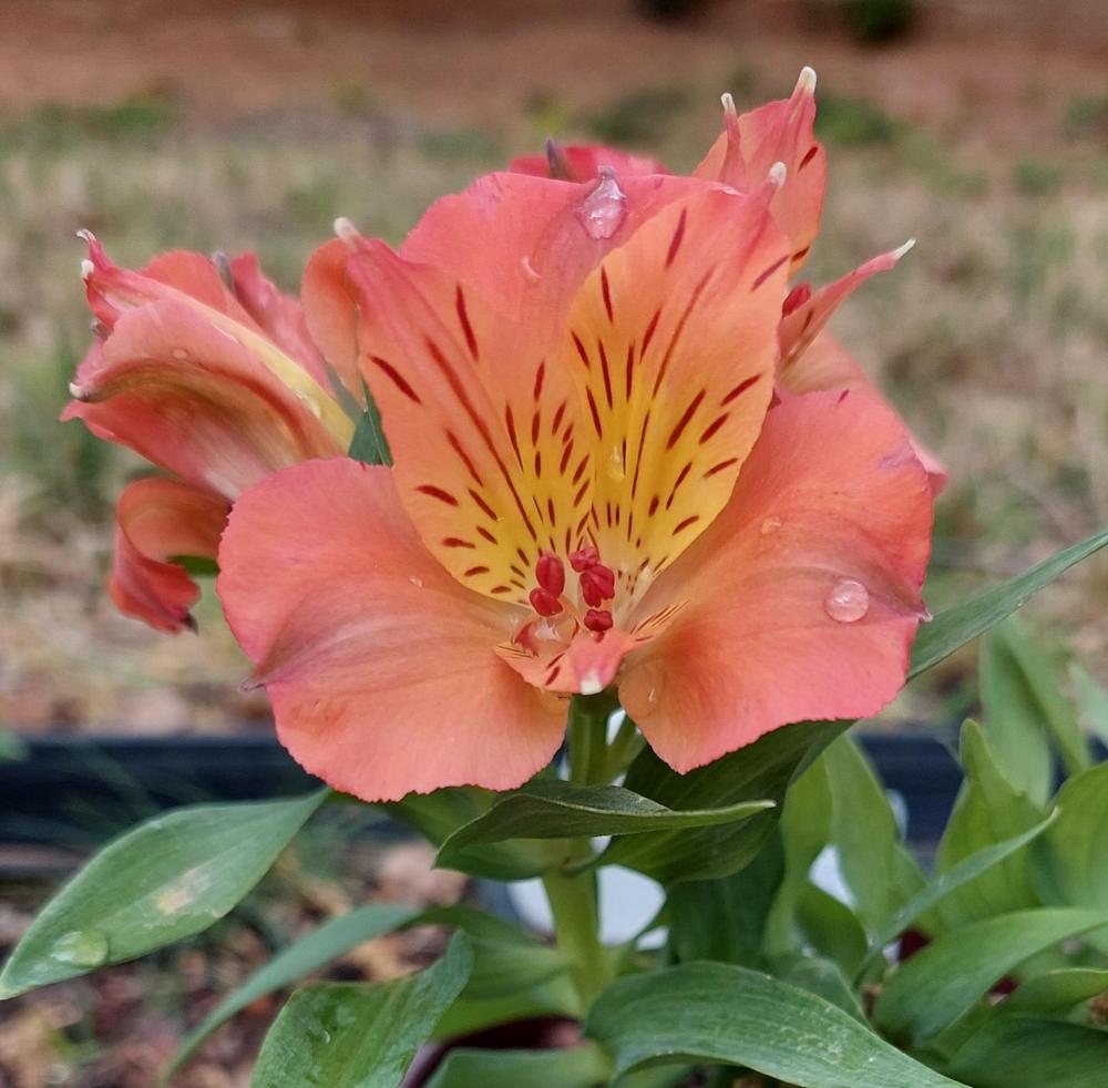 Alstroemeria Colorita Amina