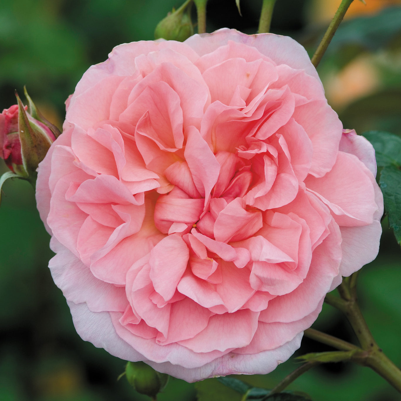 Strawberry Hill Rose (David Austin)