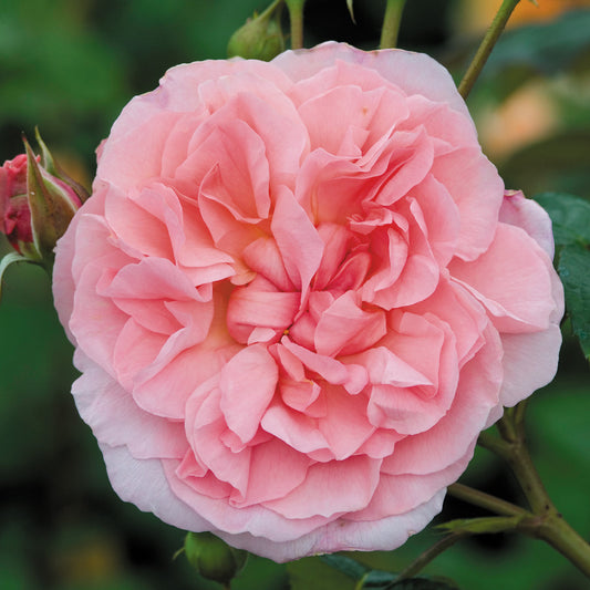 Strawberry Hill Rose (David Austin)